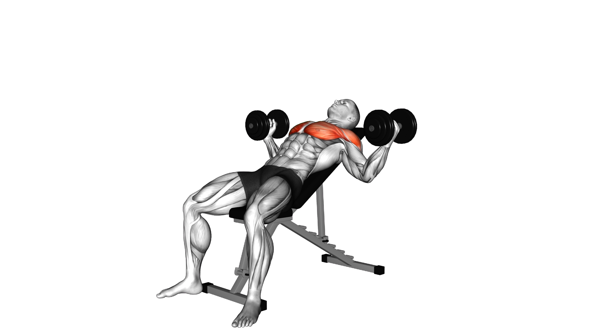 Dumbbell Incline Alternative Fly exercise demonstration