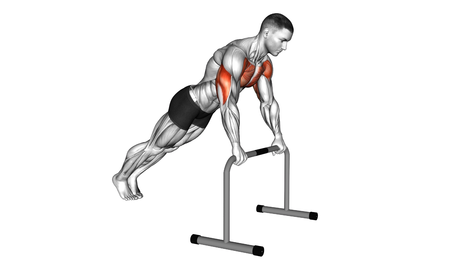 High Bar Incline Push up exercise demonstration