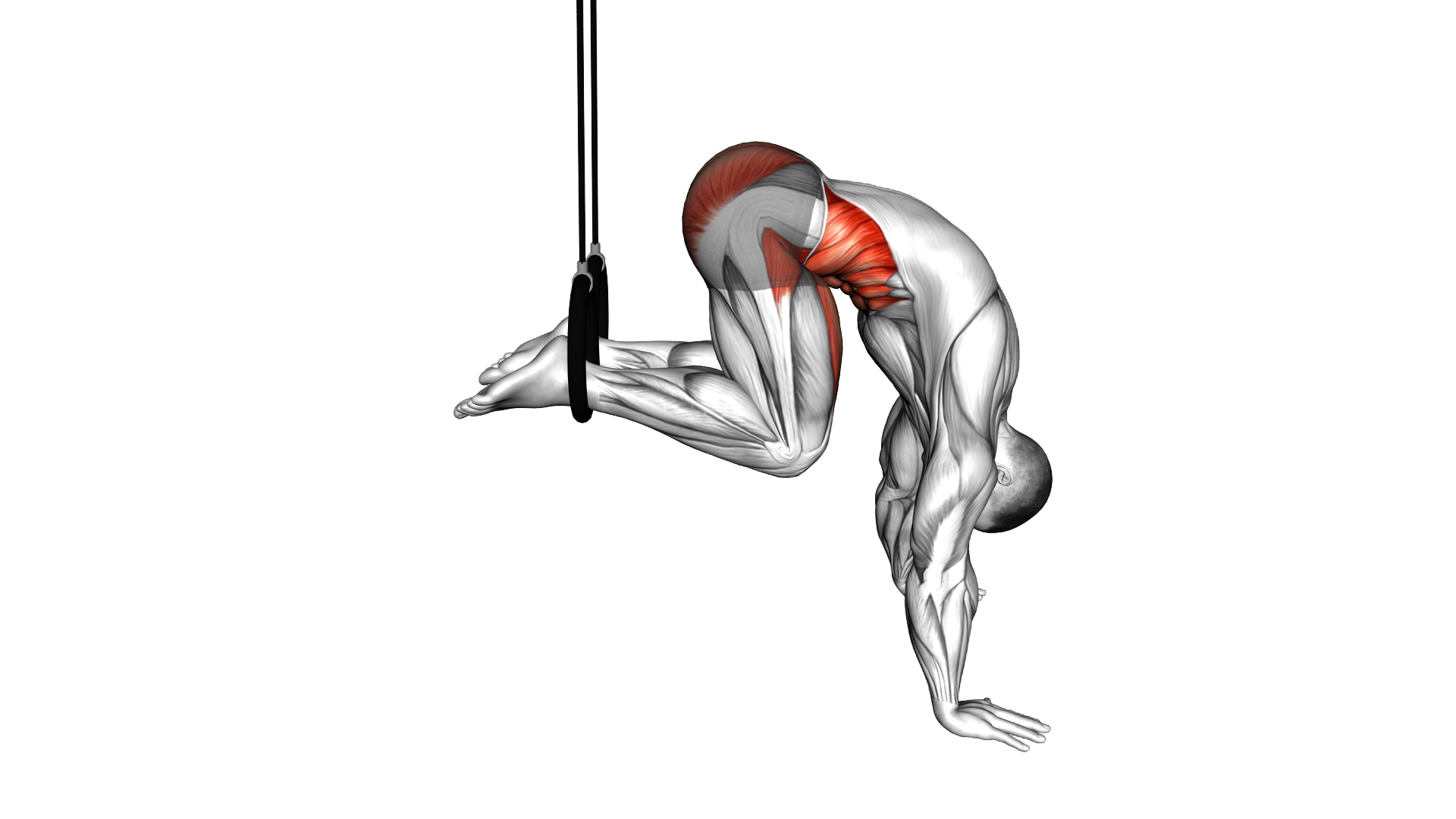 Ring Isometric Hold Reverse Ab Rollout exercise demonstration