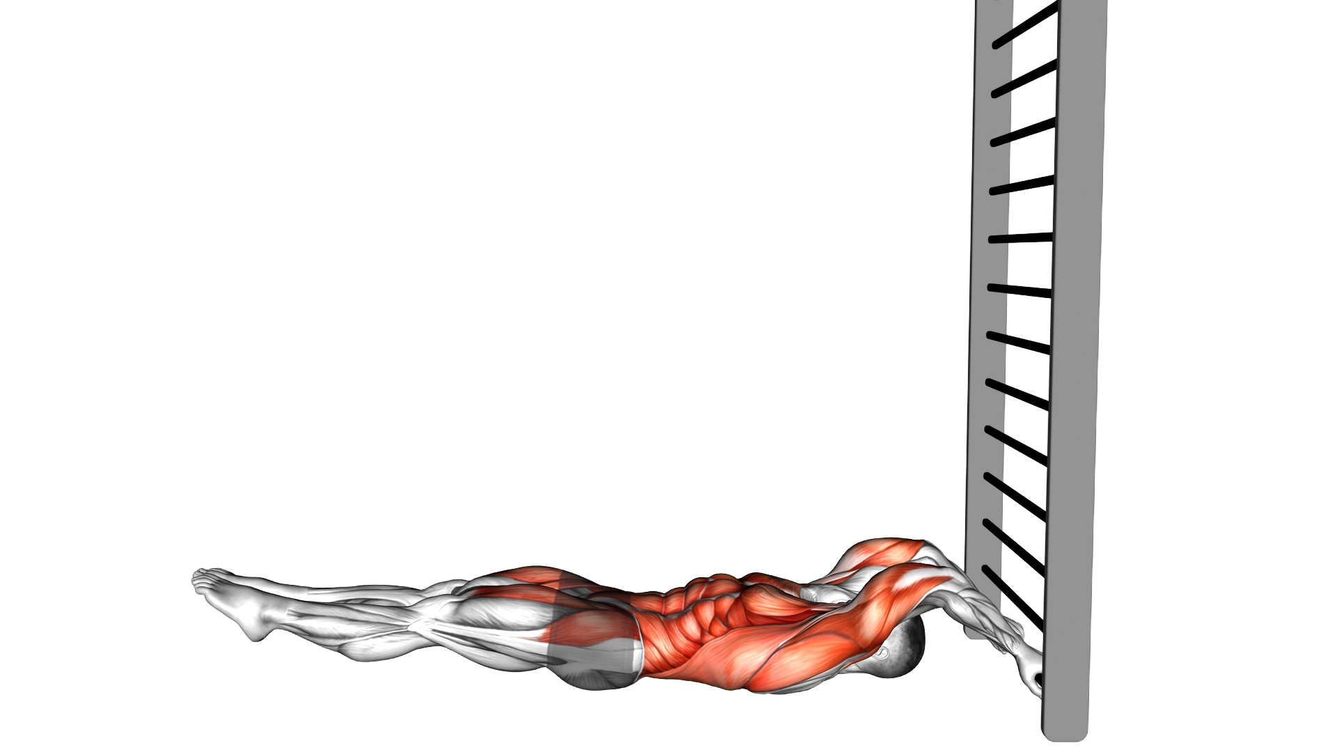 Lying Floor Negative Dragon Flag exercise demonstration