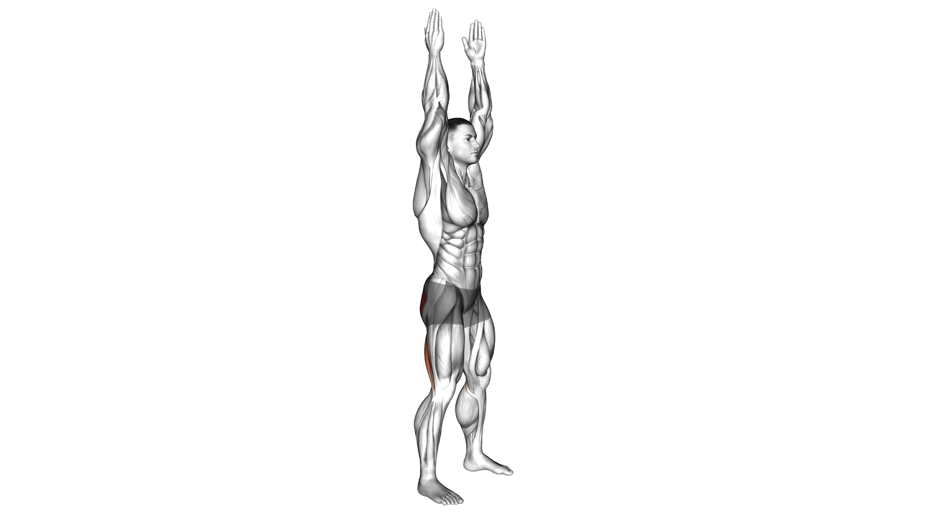 Long Lever Standing Hip Extension exercise demonstration
