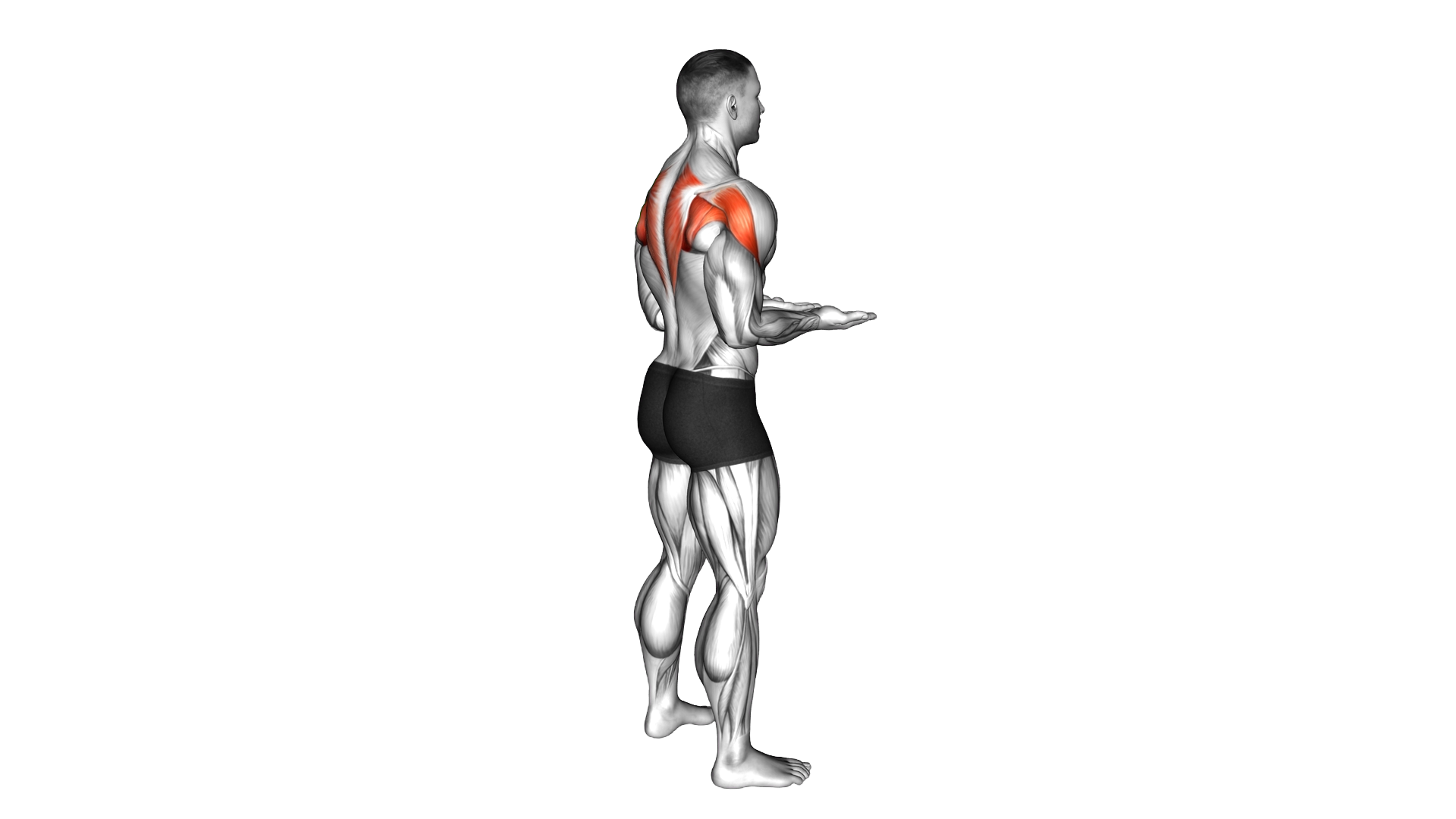 Bodyweight Standing Scapular External Rotation exercise thumbnail