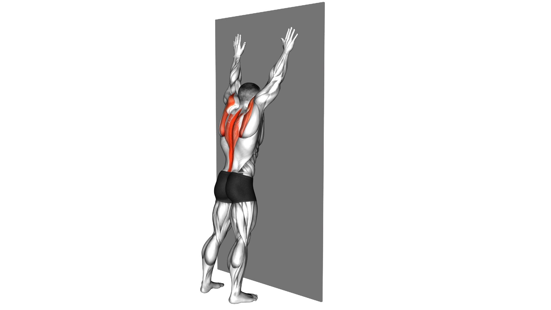 Opposite Arm Raise against Wall exercise demonstration