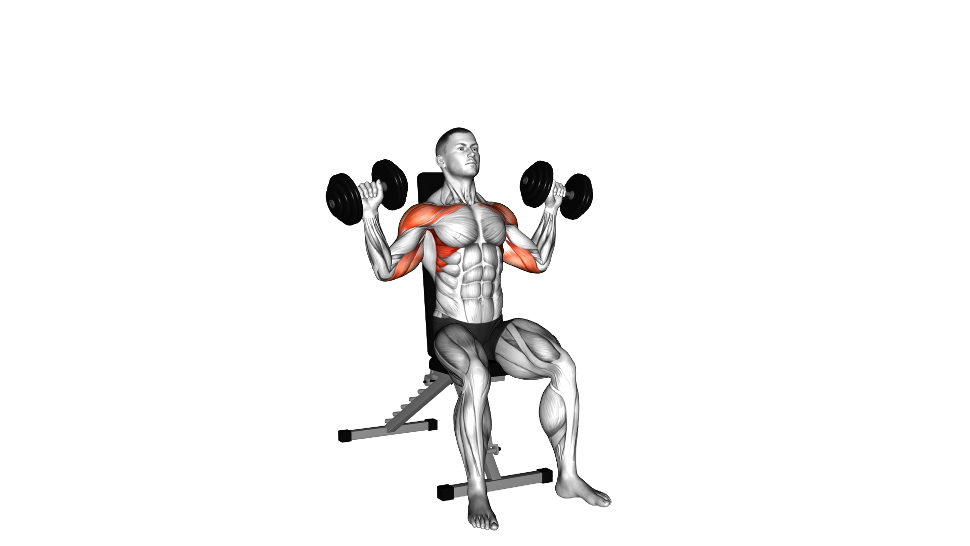 Dumbbell Seated W Press exercise demonstration