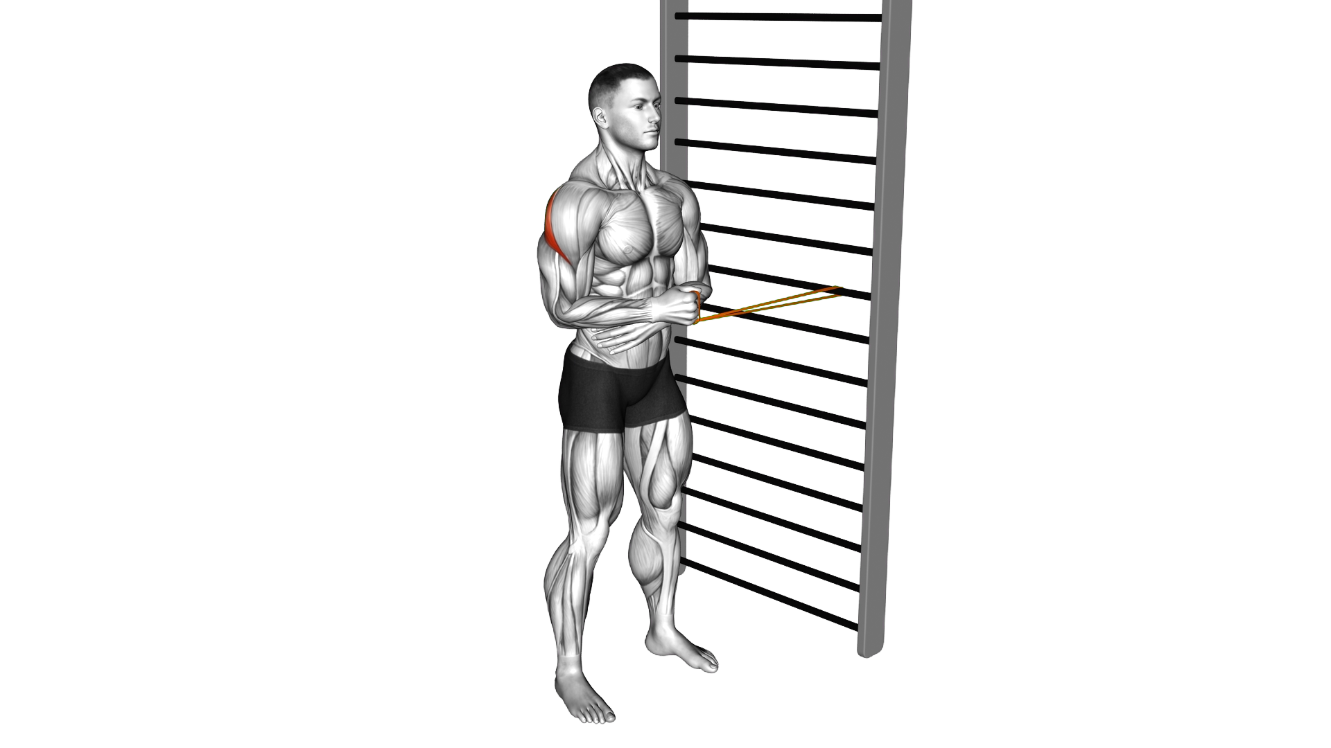 Resistance Band Standing Shoulder External Rotatio exercise thumbnail