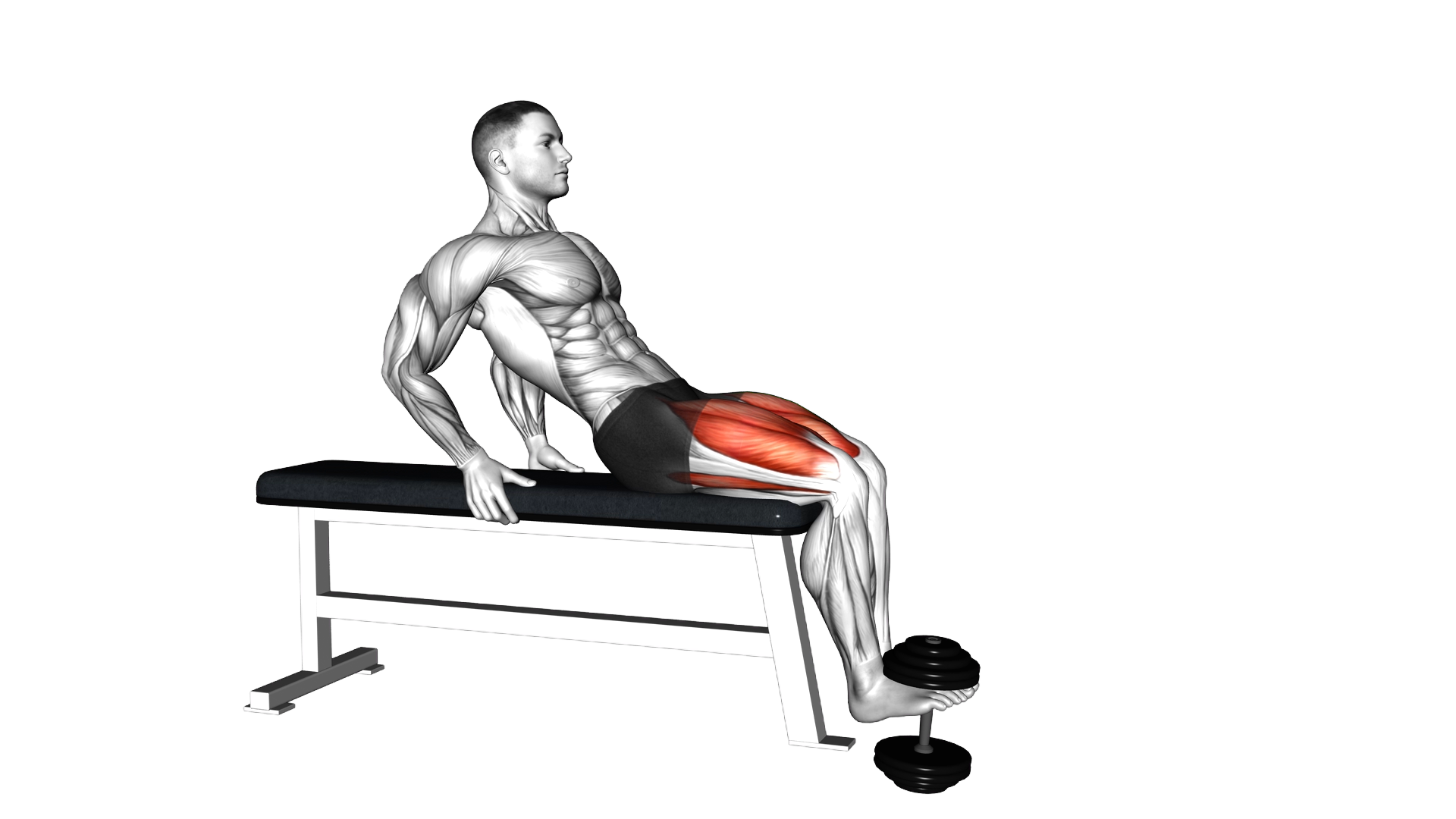 Dumbbell Sitting Leg Extension exercise demonstration