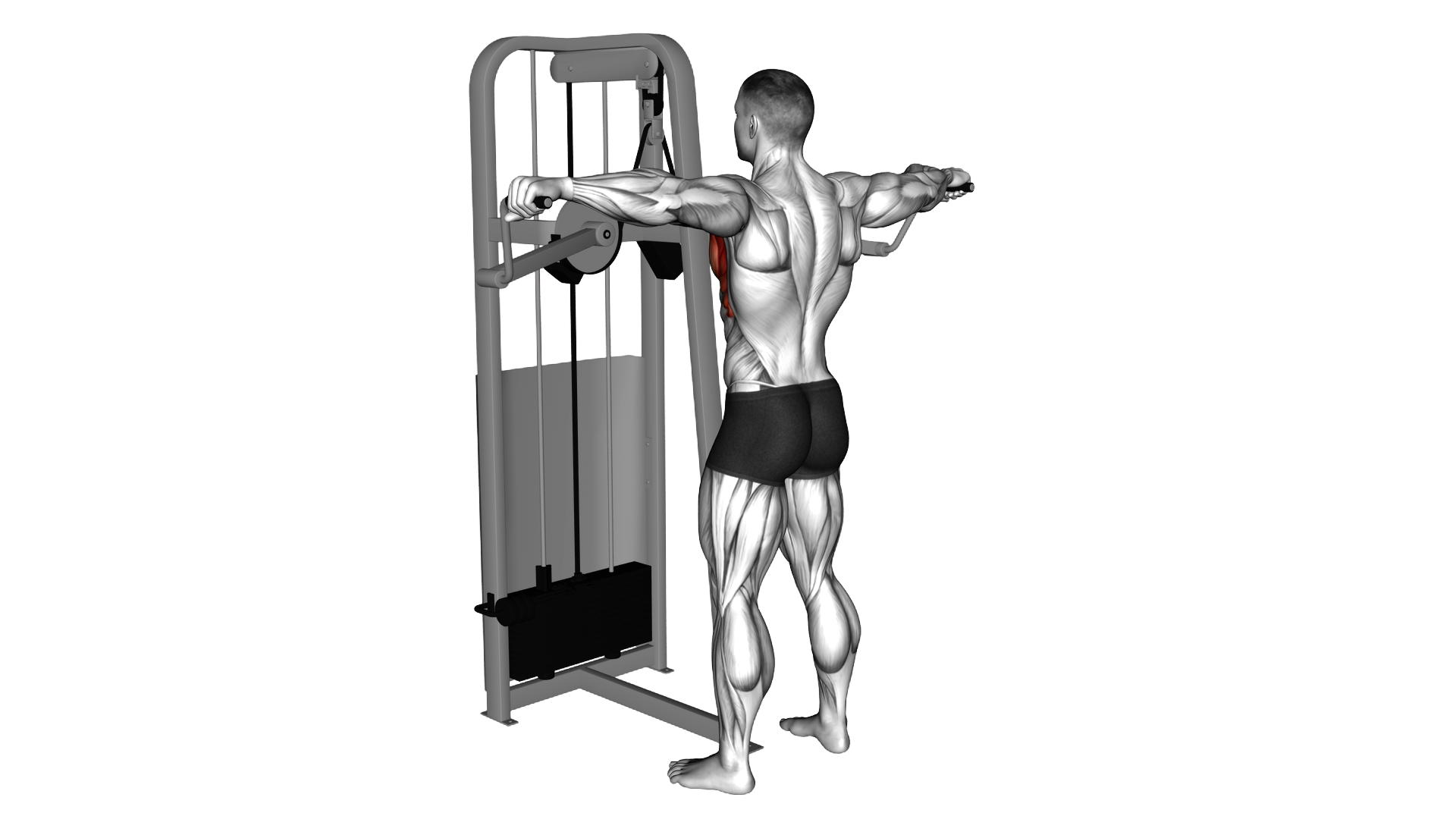 Lever Standing Pec Fly exercise demonstration