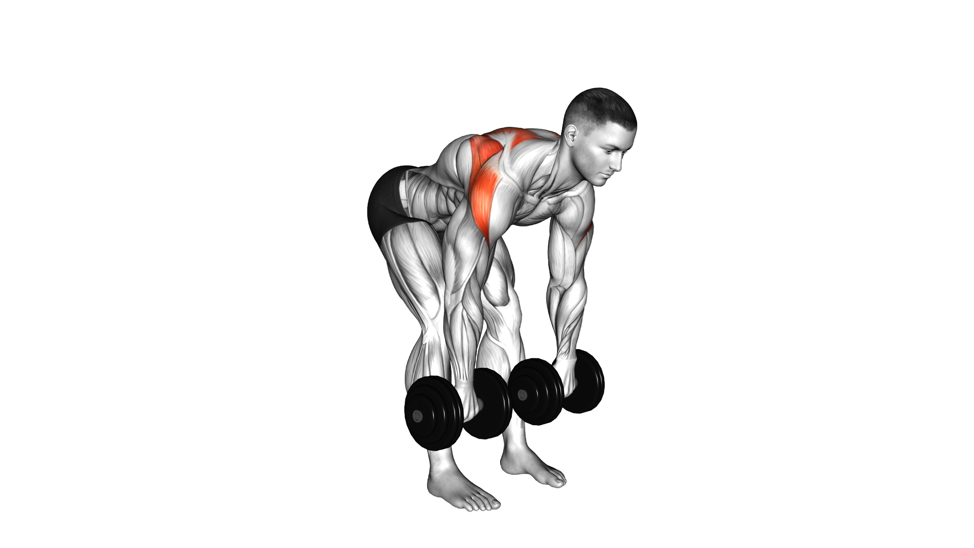 Dumbbell Bent Over Wide Row exercise demonstration