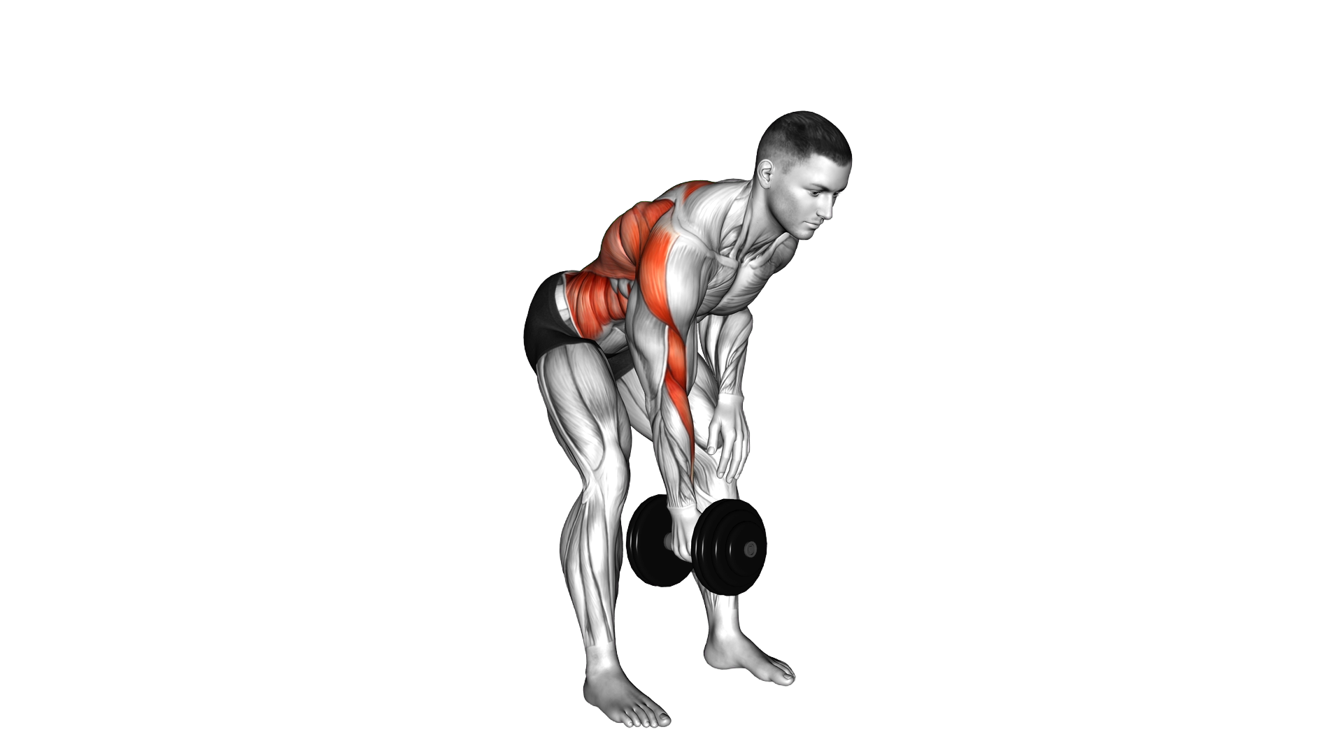 Dumbbell Bent over Twisting Row exercise demonstration