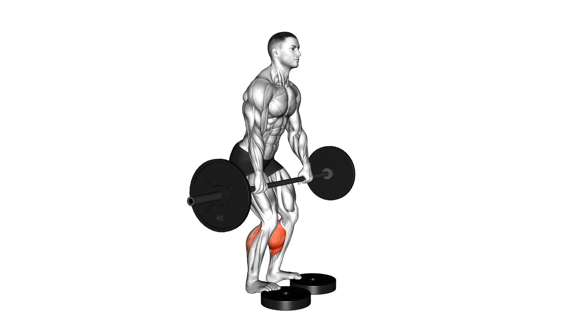 Barbell Standing Bent Knee Calf Raise from Deficit exercise demonstration