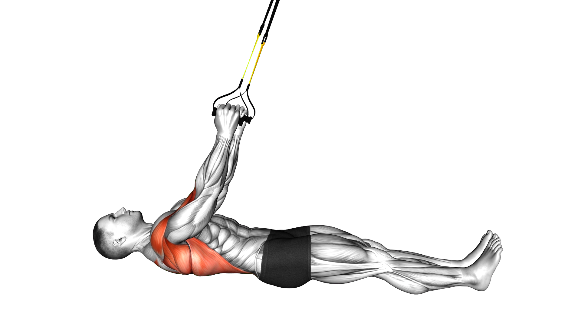 Suspender Inverted Row parallel to the floor exercise demonstration
