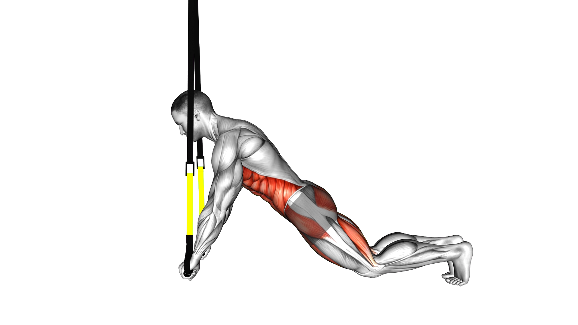 Suspender Plank exercise demonstration