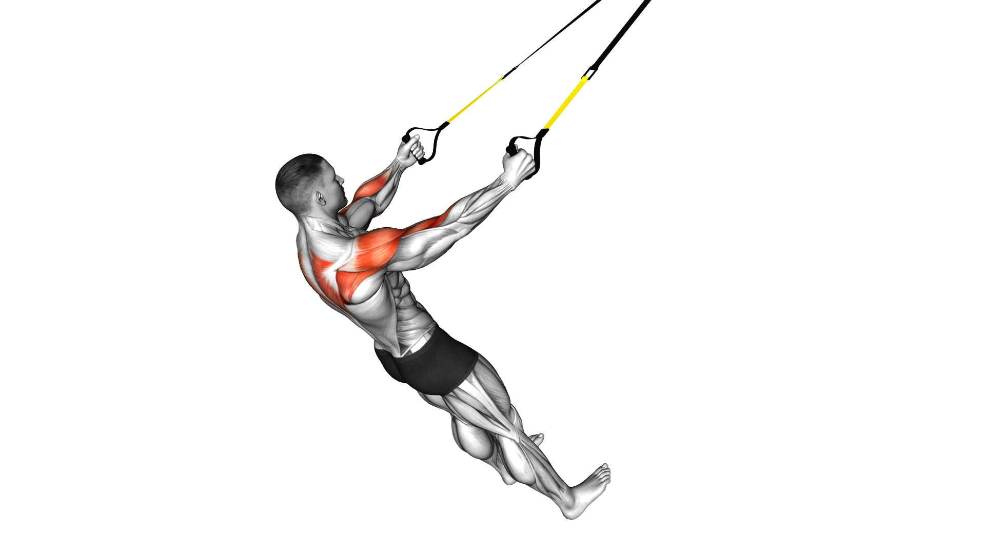 Suspender Rear Delt Row exercise demonstration