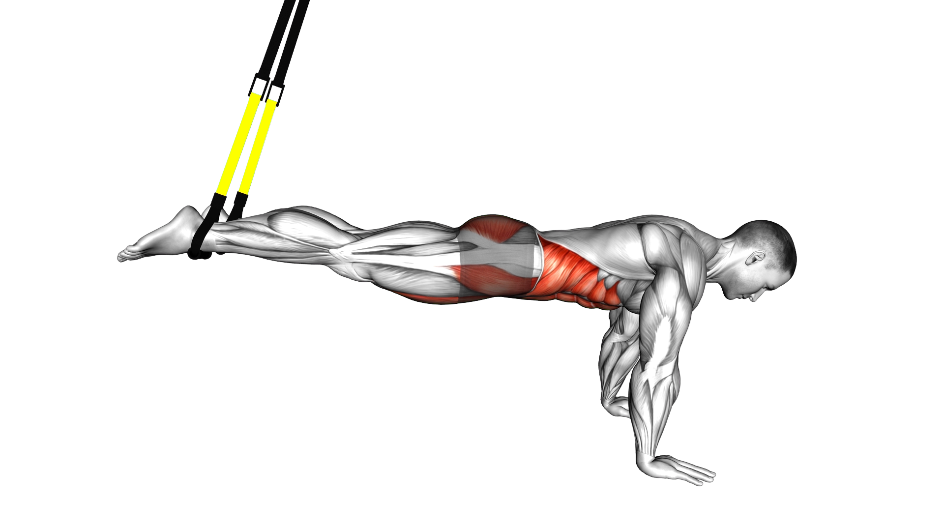 Suspender Reverse Ab Rollout exercise demonstration