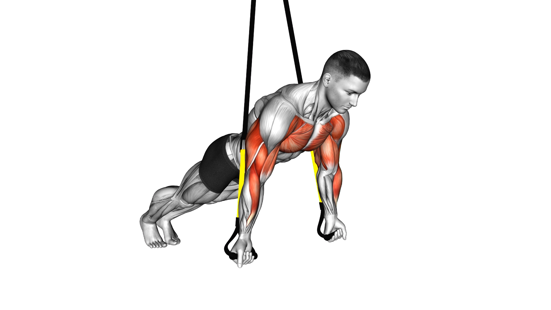 Suspender Reverse Push Up exercise demonstration