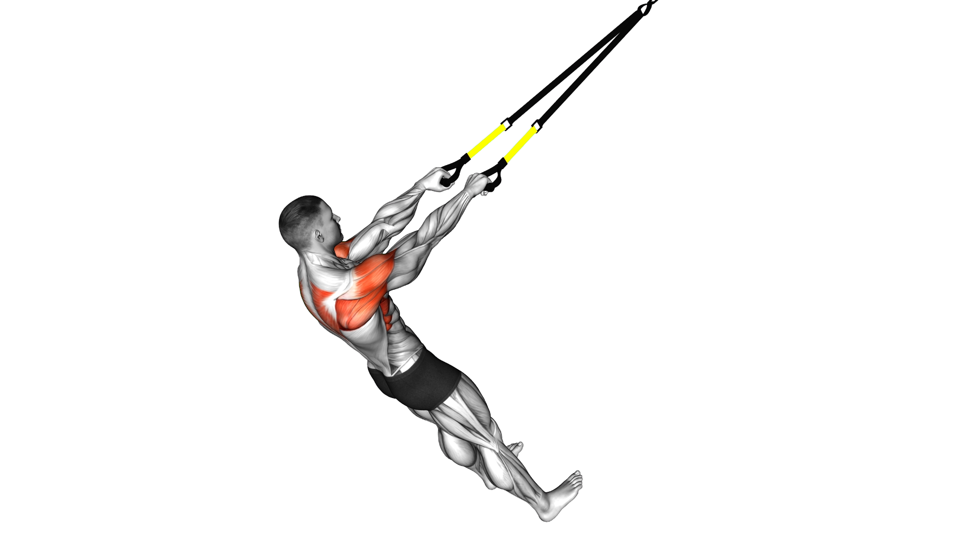 Suspender Y Raise exercise demonstration