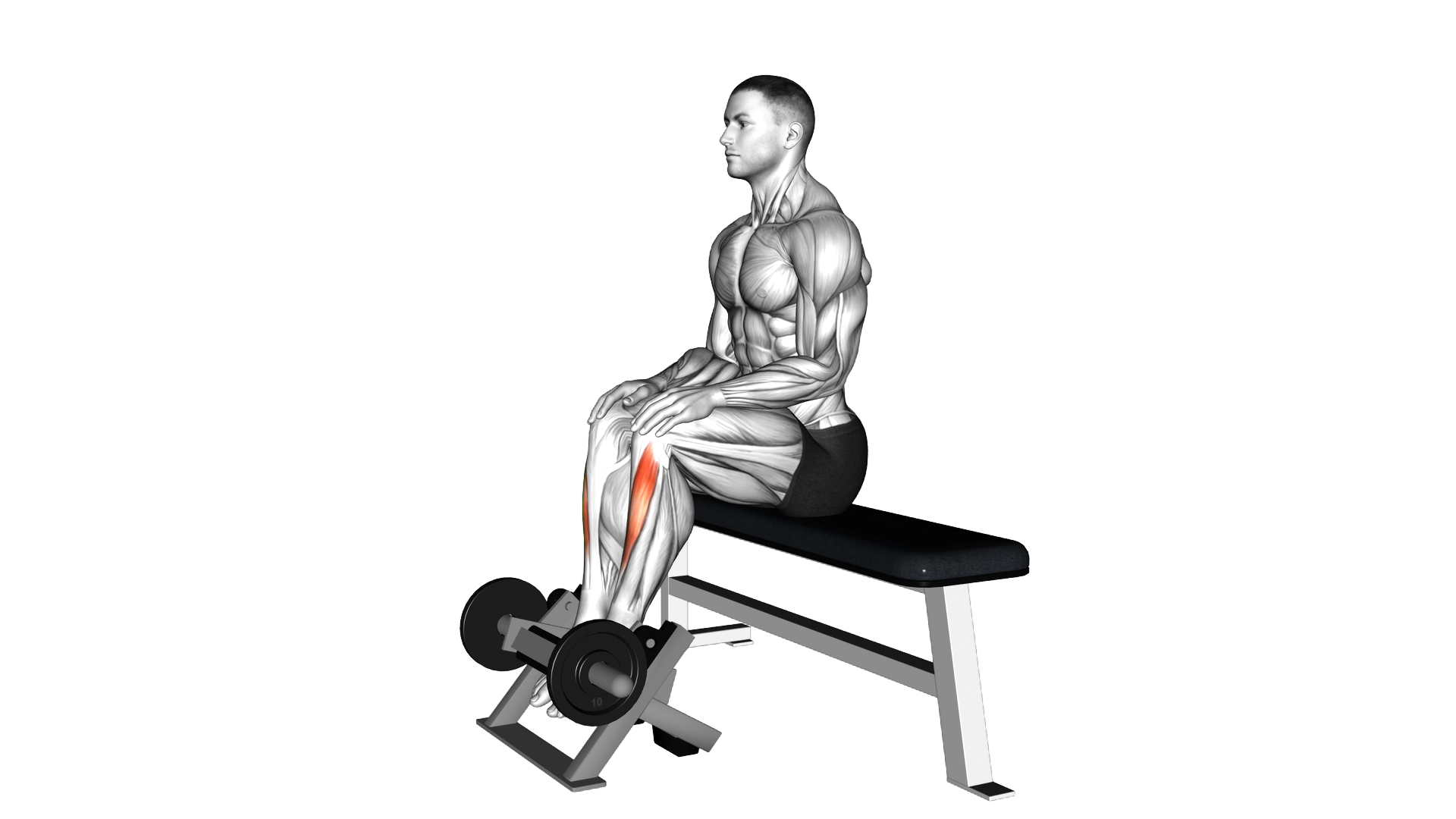 Lever Sitting Toe Raise exercise demonstration