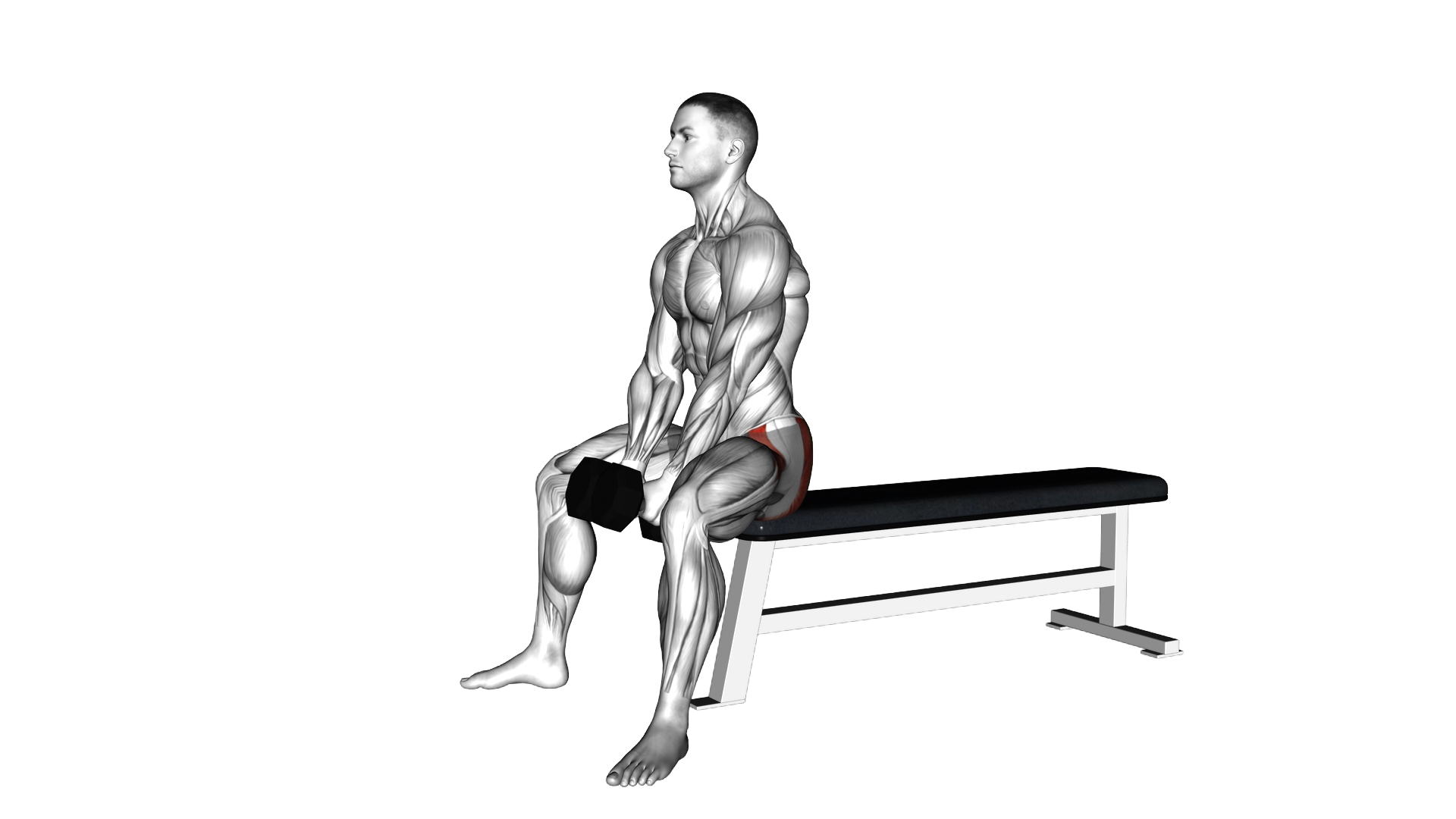 Dumbbell Sitting Good Morning exercise demonstration