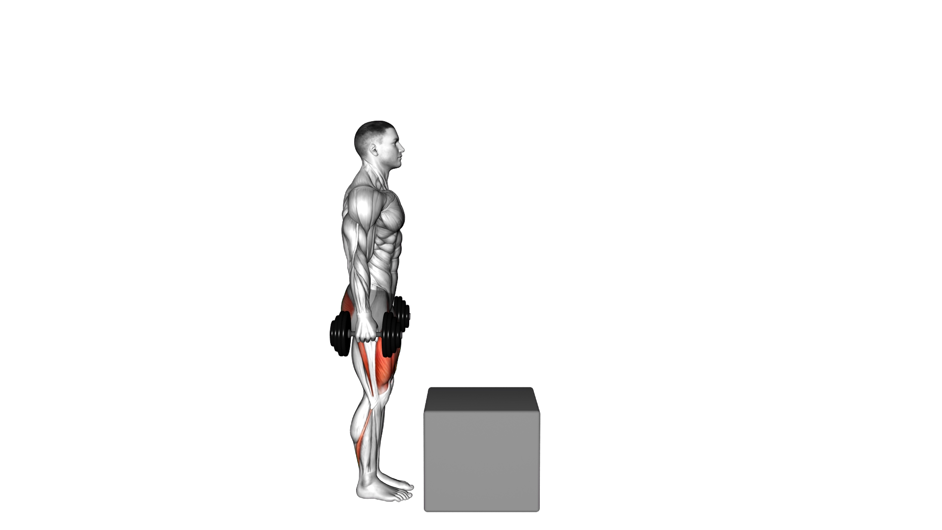 Dumbbell Step over Box exercise demonstration