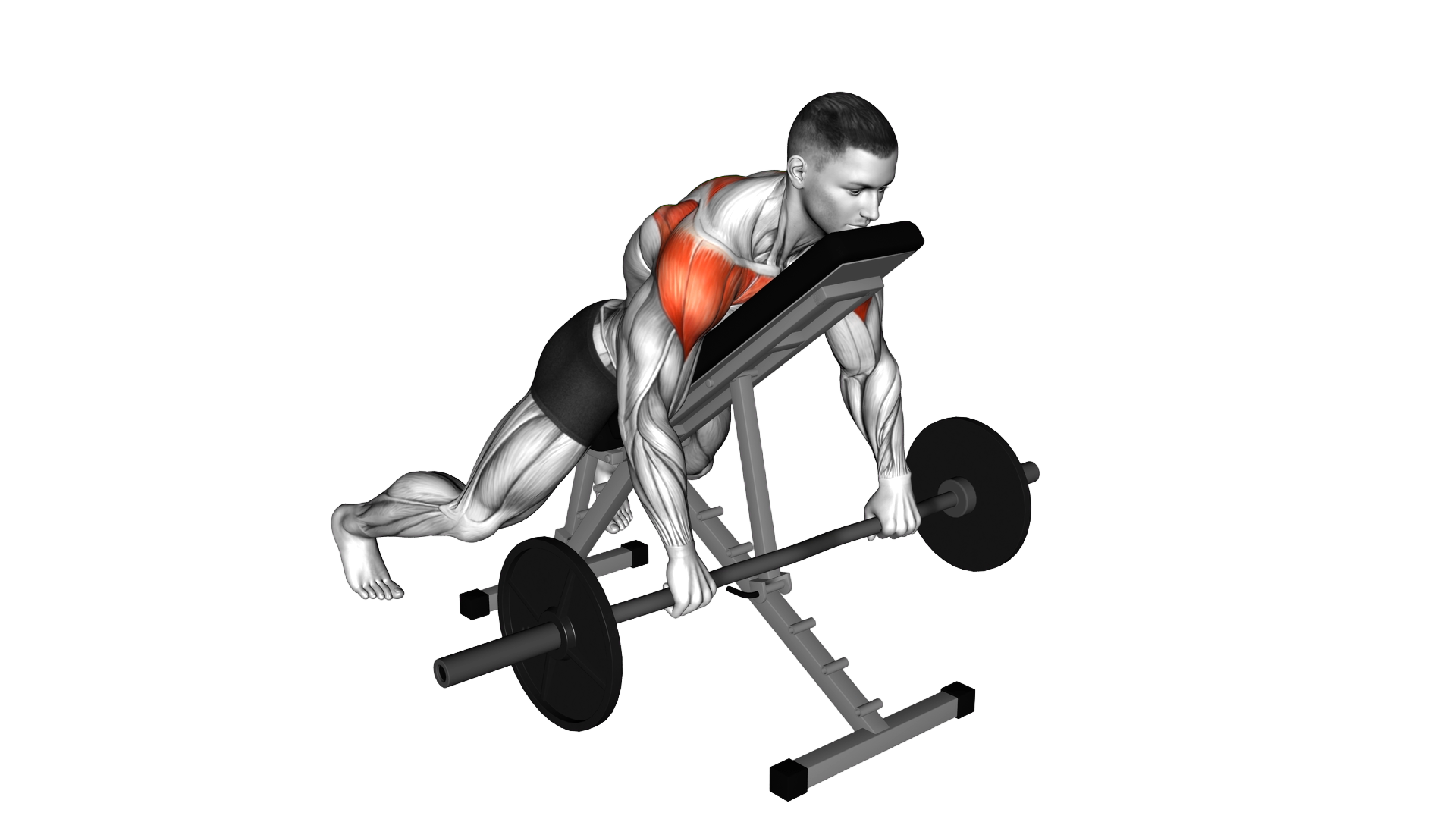 EZ Bar Incline Lying Rear Delt Raise exercise demonstration
