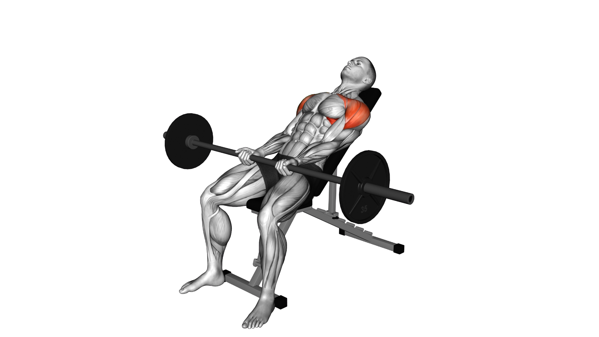 Barbell Incline Front Raise exercise demonstration