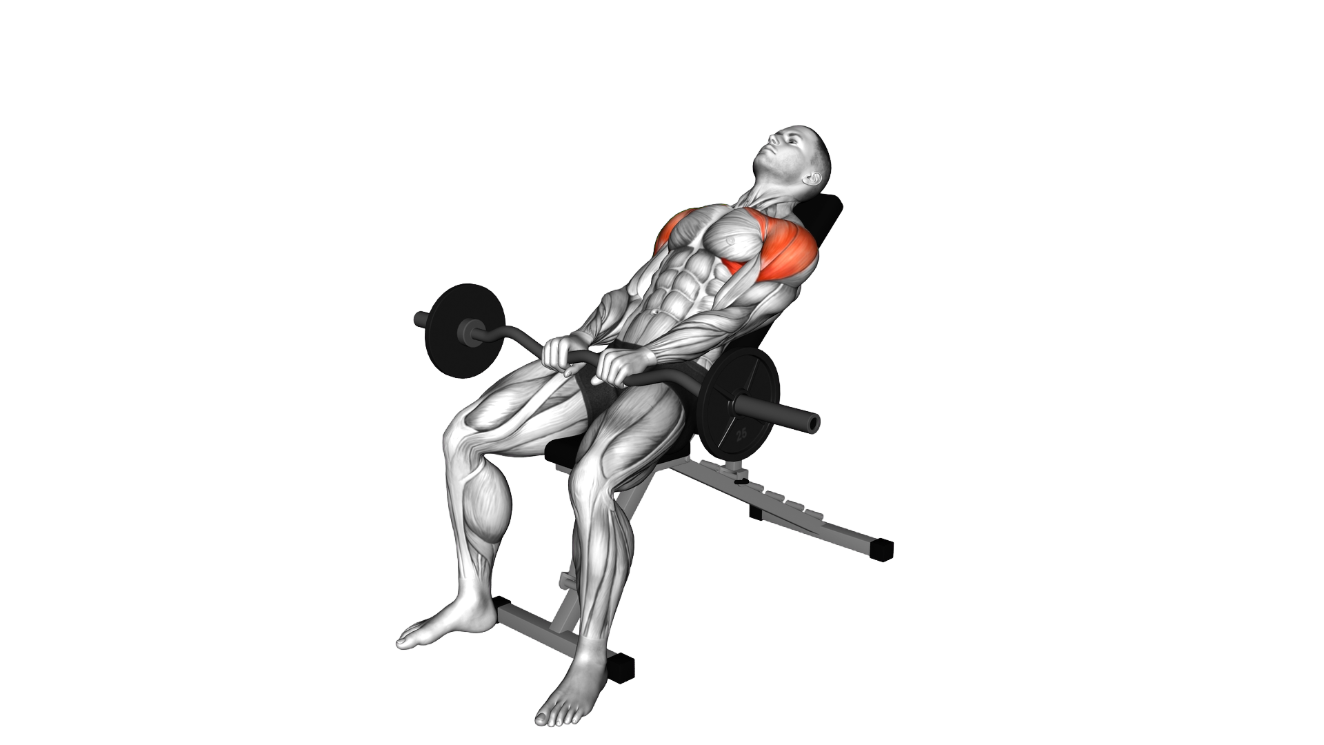 EZ bar Incline Pronated Grip Front Raise exercise demonstration