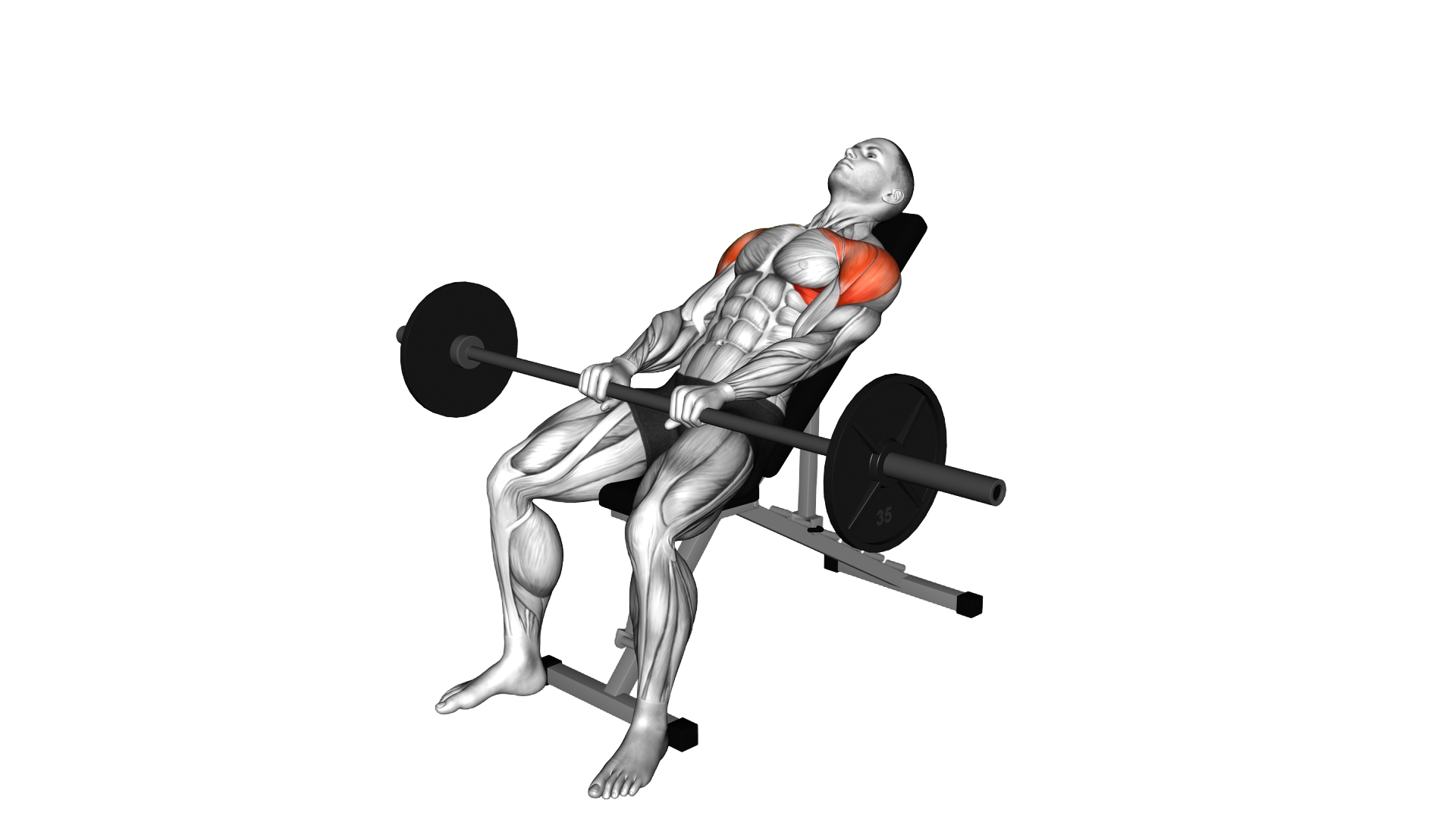 Barbell Incline Pronated Grip Front Raise exercise demonstration