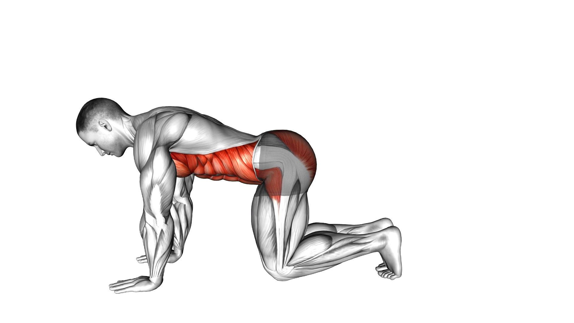 Plank from Knees exercise demonstration