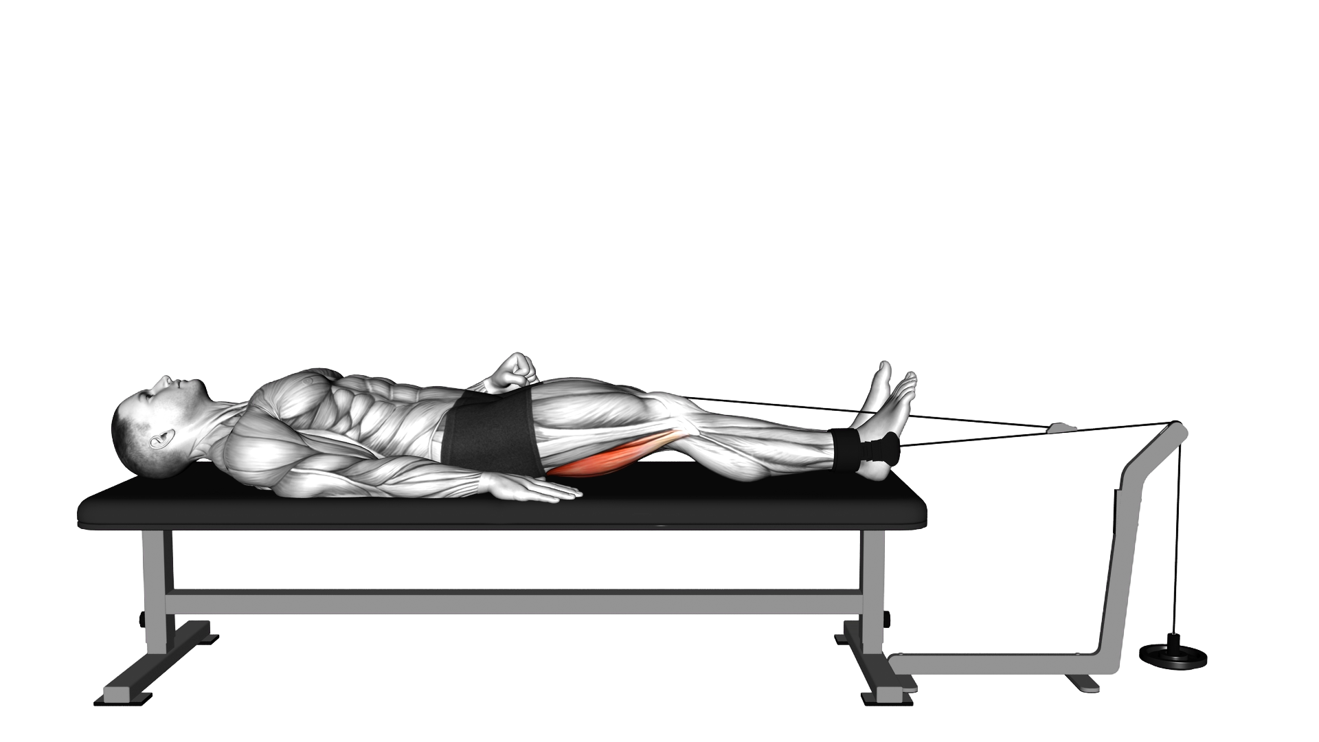 Lever Lying Knee Flexion exercise demonstration
