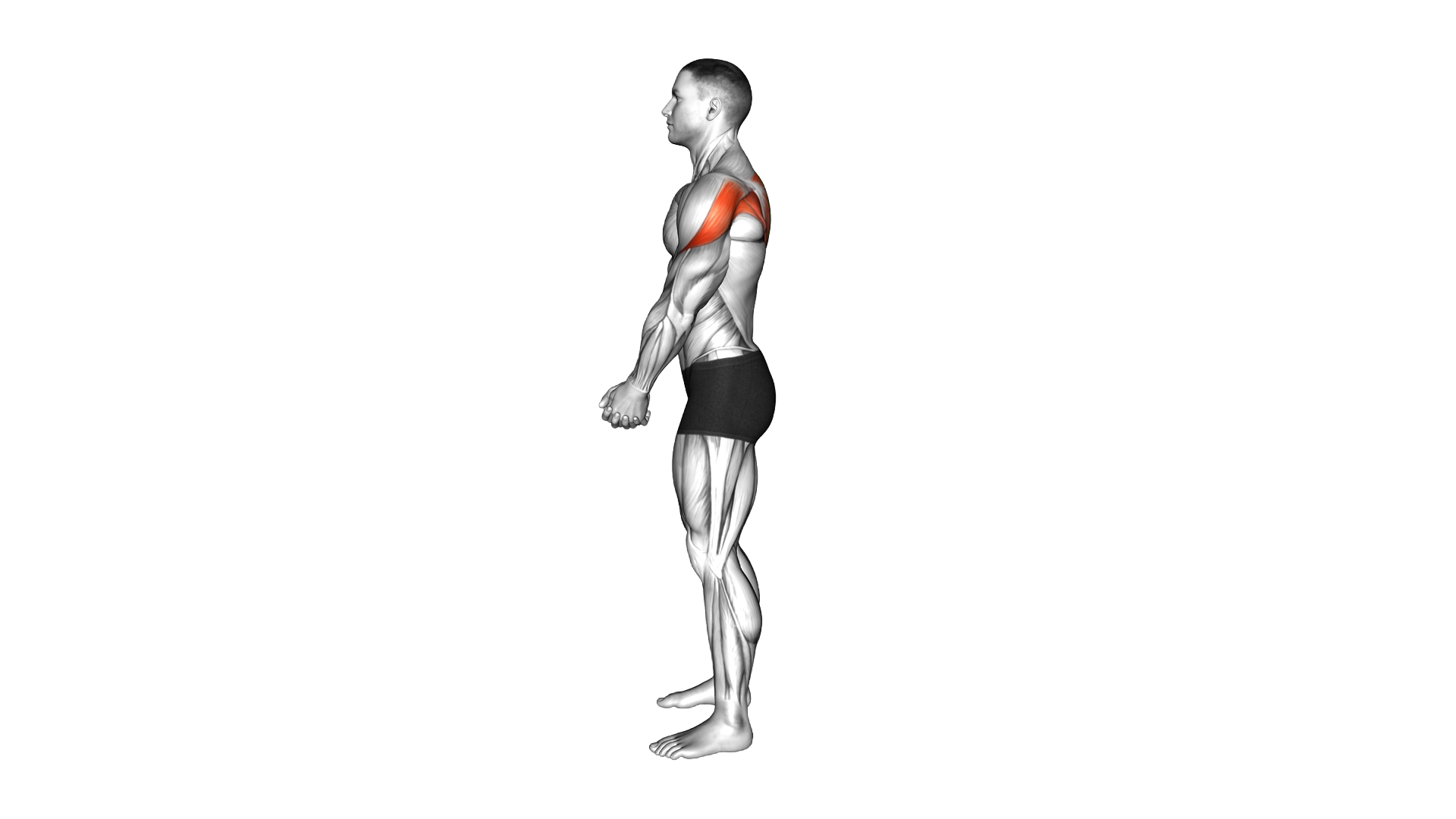 Clasp Hands Shoulder Forward Roll exercise demonstration
