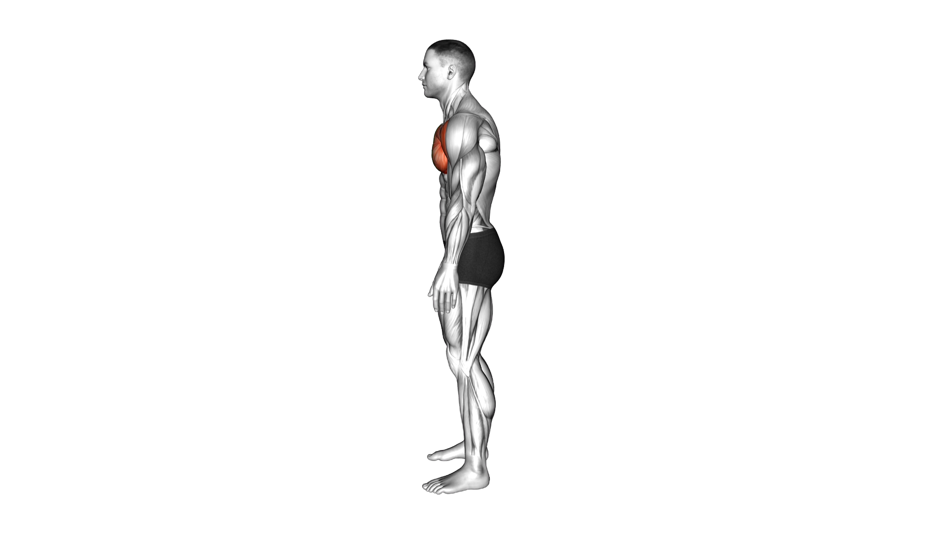 Standing Hands Behind Chest Stretch exercise demonstration