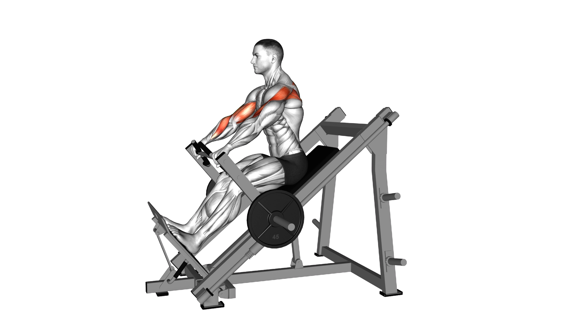 Lever Linear Delt Row exercise demonstration