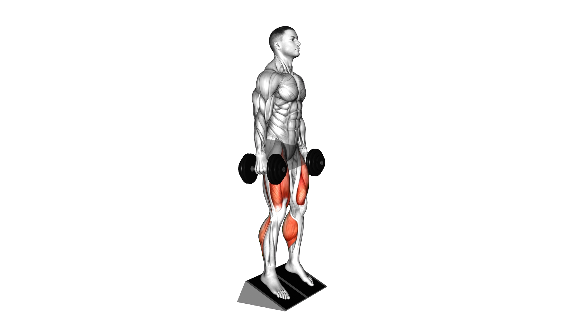 Dumbbell Elevated Heel Front Squat exercise thumbnail