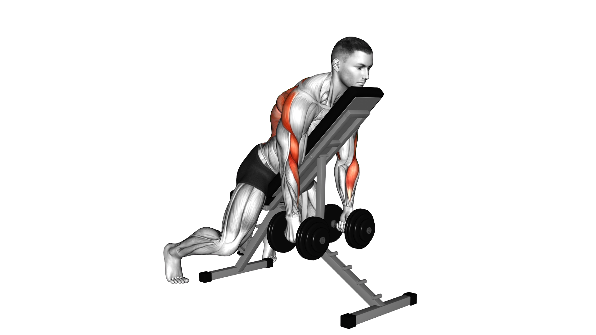 Dumbbell Row with Chest Supported exercise thumbnail