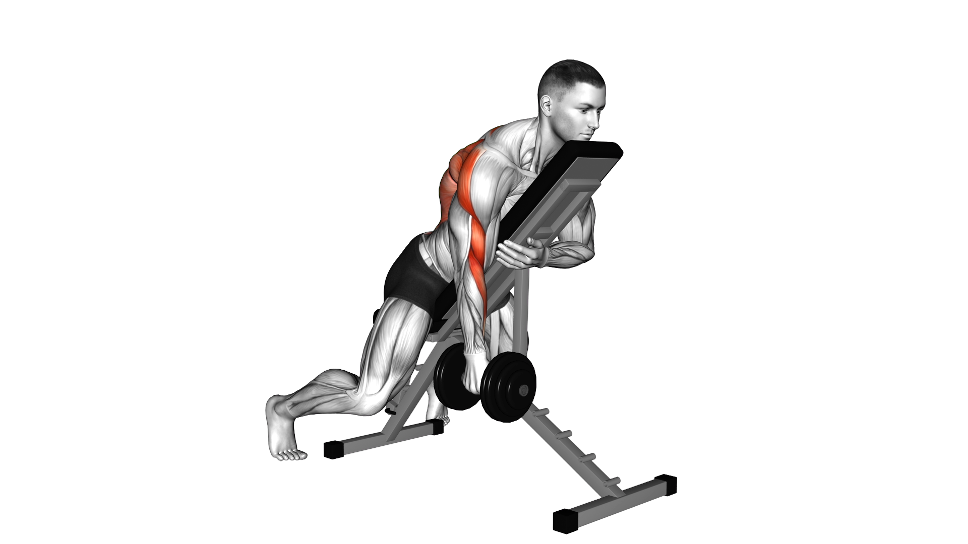 Dumbbell Single Arm Row with Chest Supported exercise thumbnail