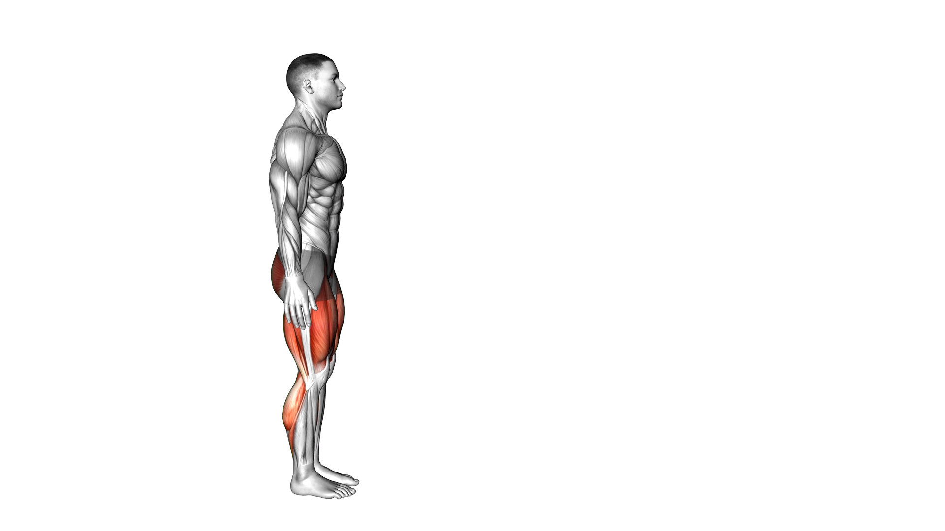 Long Distance Lunge (Low Lunge) exercise demonstration