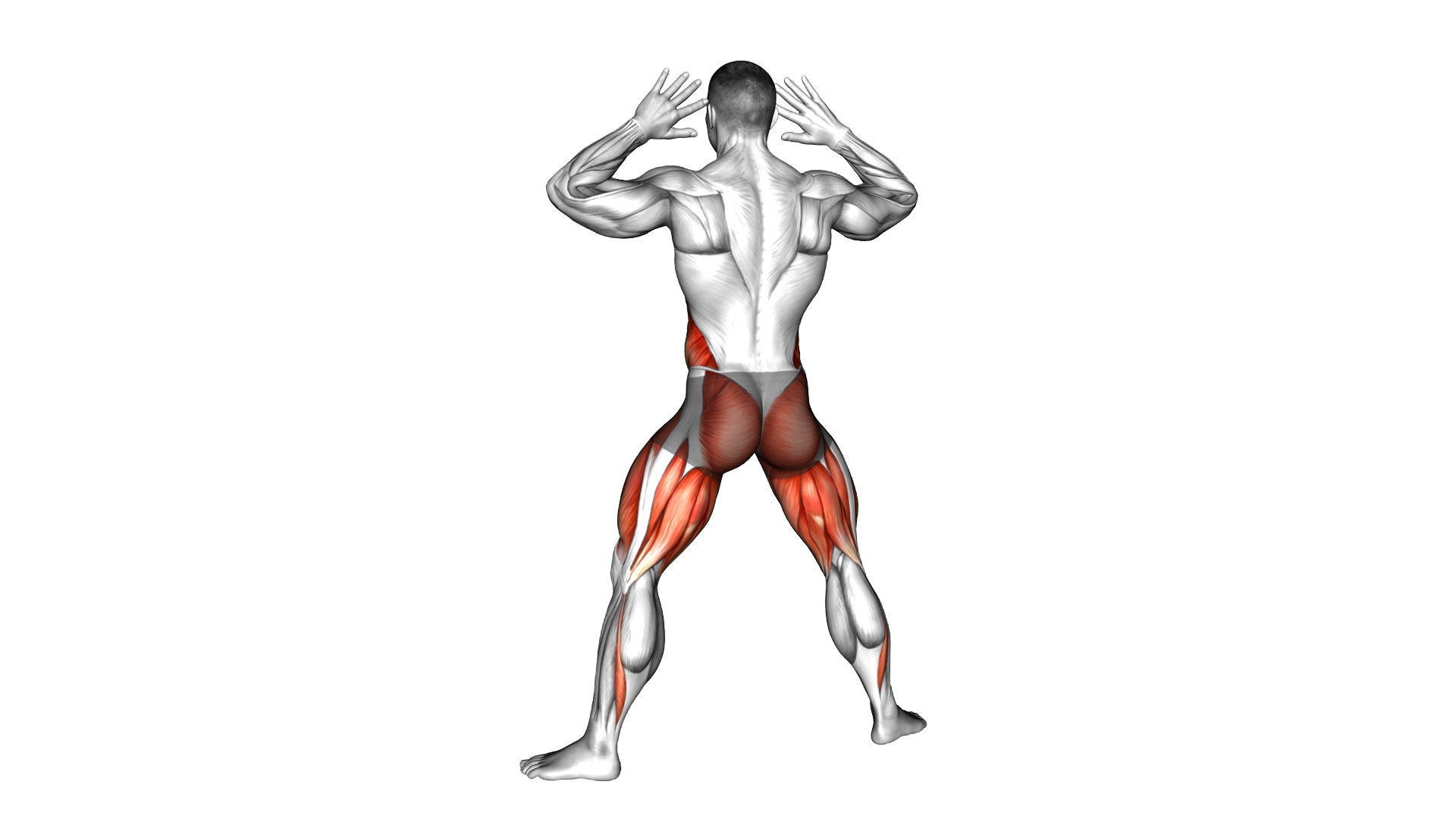 Half Plyo Squat Twist exercise demonstration