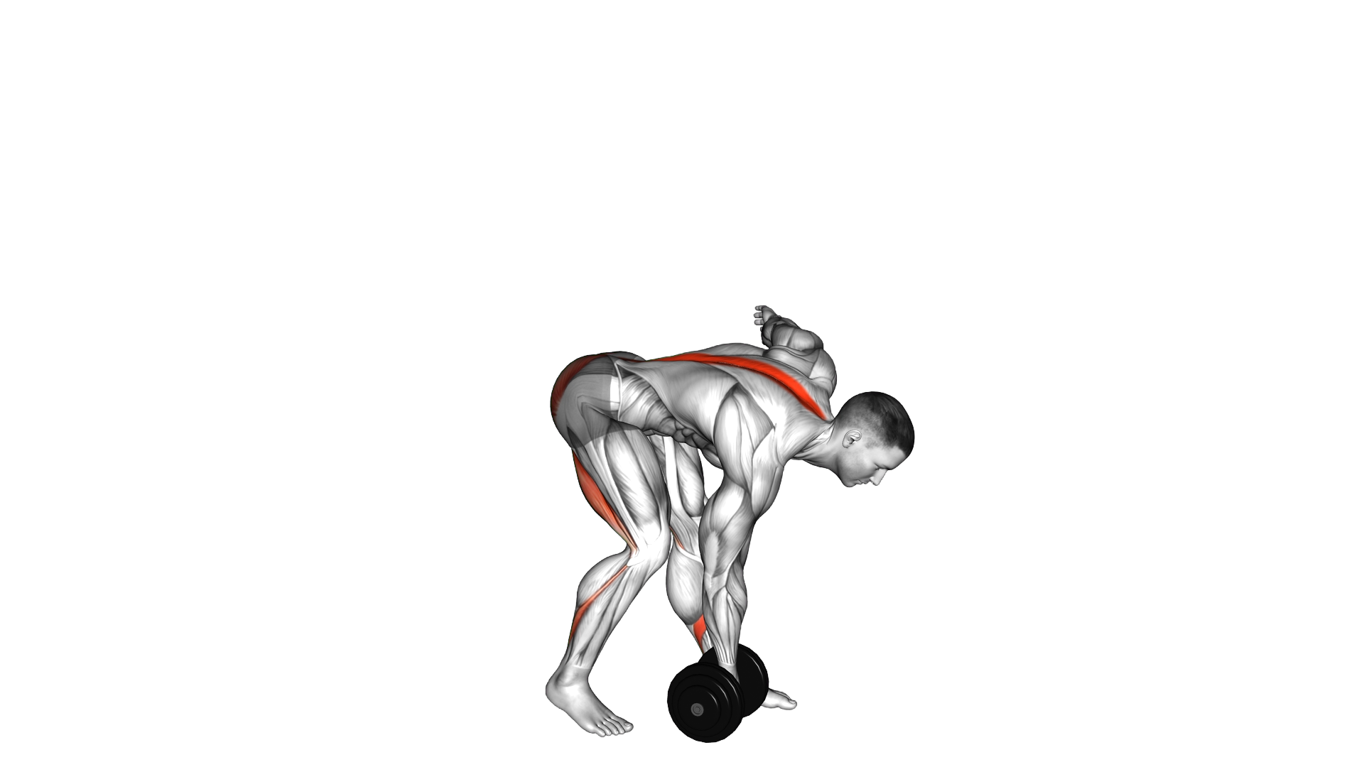 Dumbbell Single Leg Romanian Deadlift exercise thumbnail