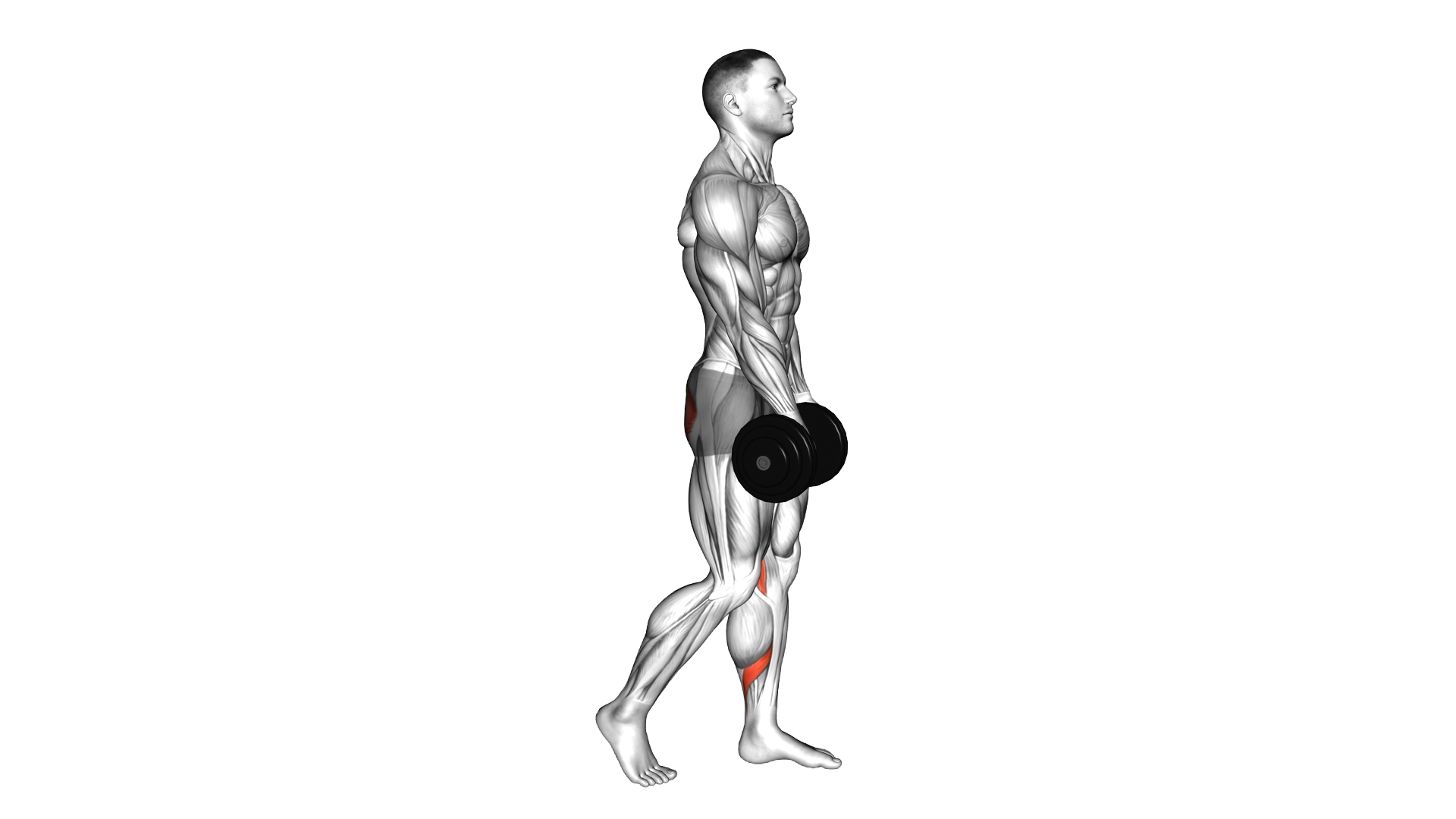 Dumbbell Single Leg Romanian Deadlift Leg Raise (m exercise demonstration