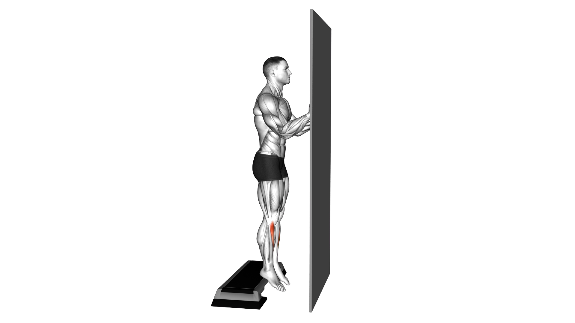 Standing Tibialis Raise Wall Supported exercise demonstration