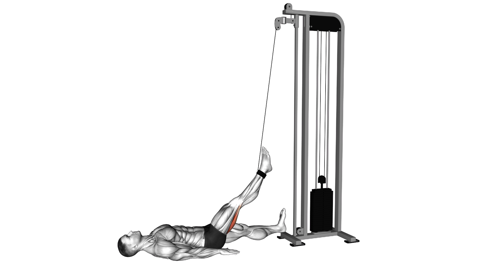 Cable Lying Single Leg Curl exercise demonstration