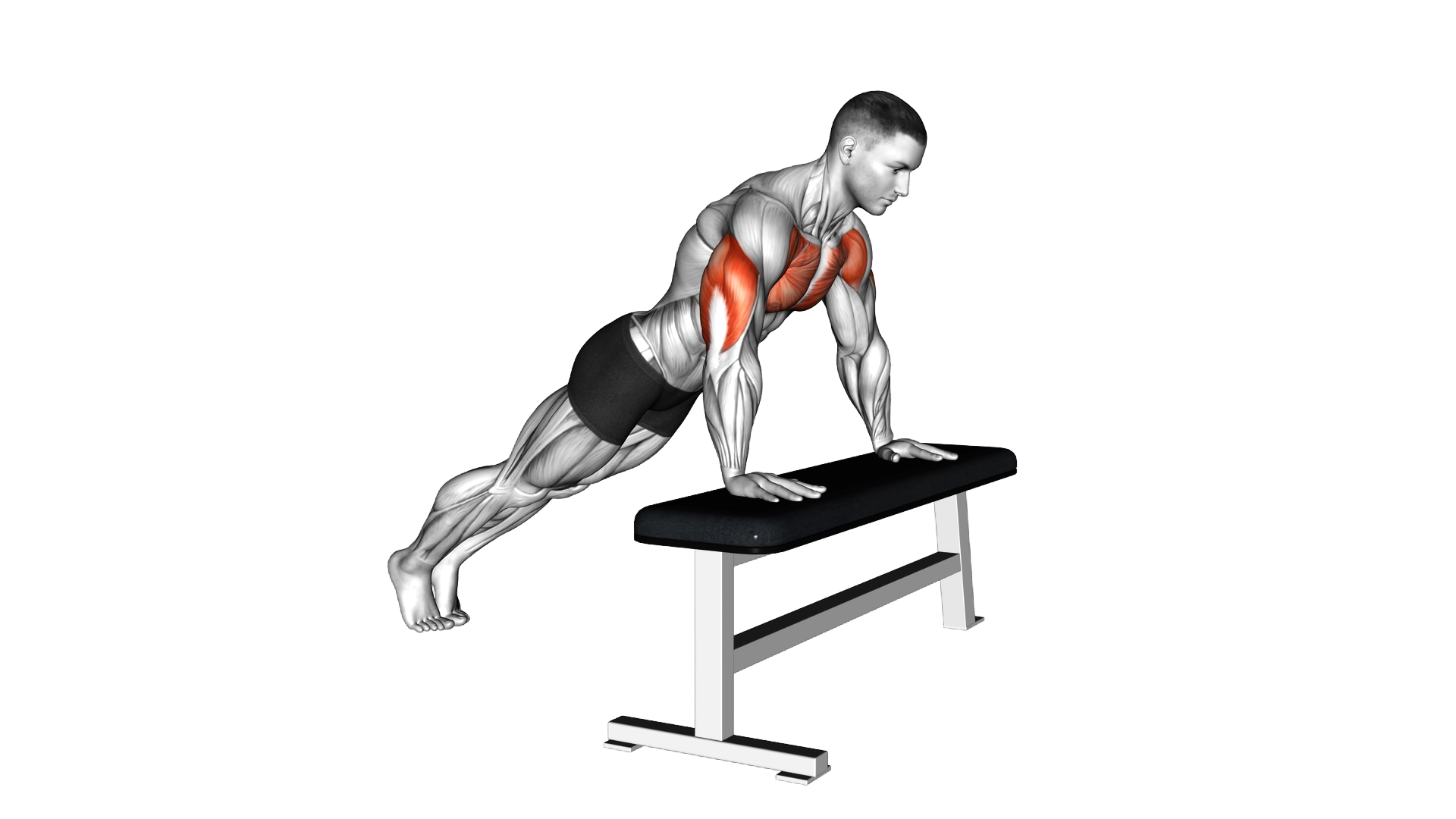Incline Push up with Bench exercise demonstration