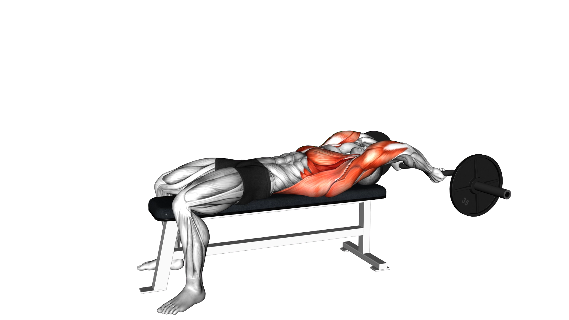 Ez Bar Lying Straight Arms Pullover exercise demonstration