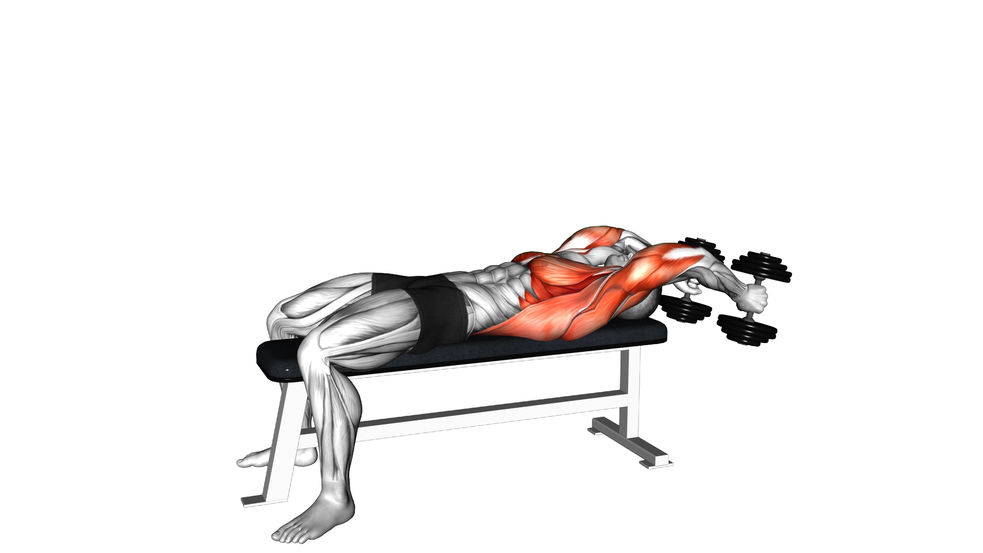 Dumbbell Lying Straight Arms Pullover exercise demonstration