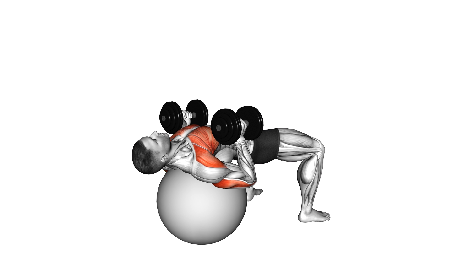 Dumbbell Hammer Press on Exercise Ball exercise demonstration