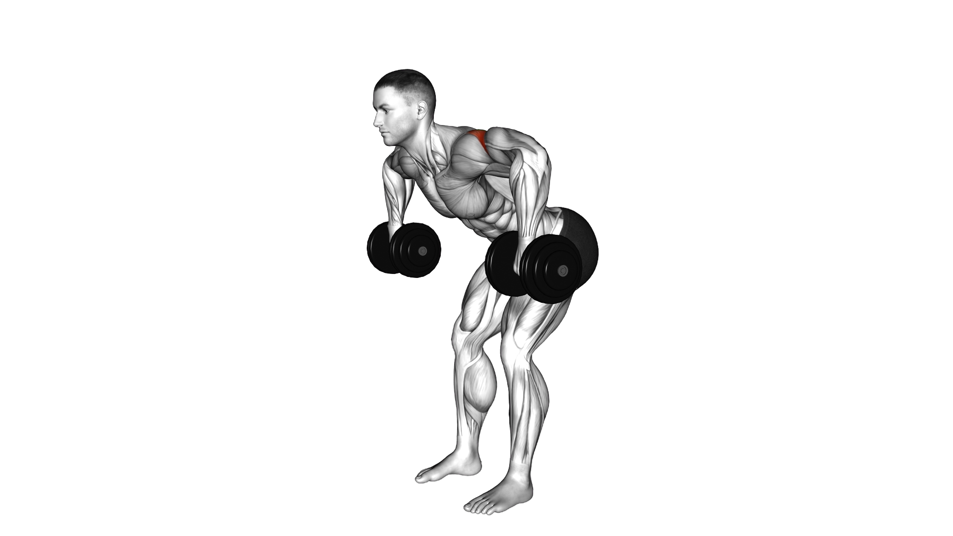 Dumbbell Bent Over External Rotation exercise demonstration