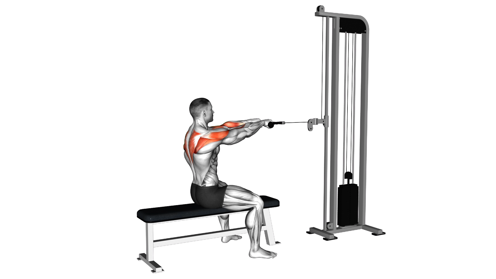 Cable Sitting Bench Face Pull (with rope) exercise thumbnail