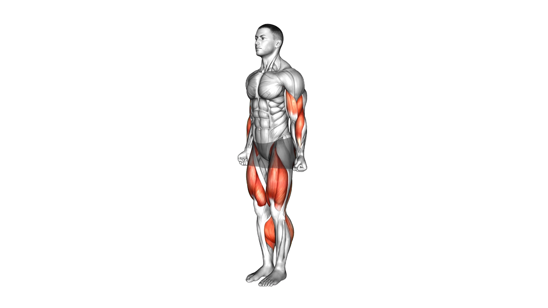 Heel Tap Arm Curl exercise demonstration