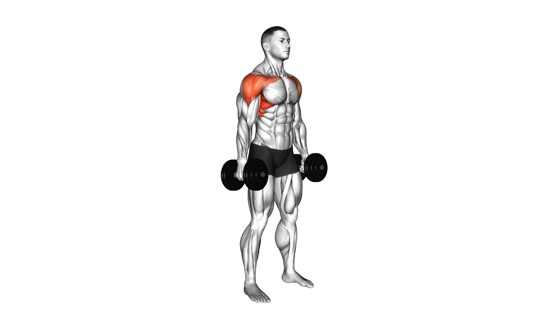 Dumbbell Standing Neutral Grip Front Raises exercise demonstration