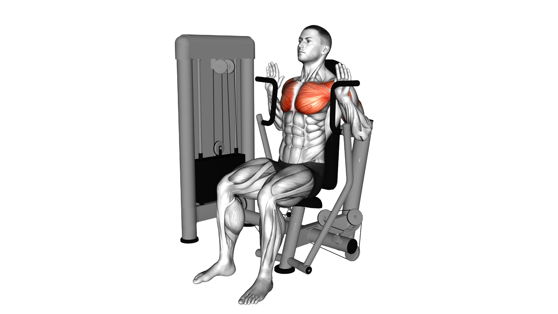 Lever Sitting JM Press exercise demonstration